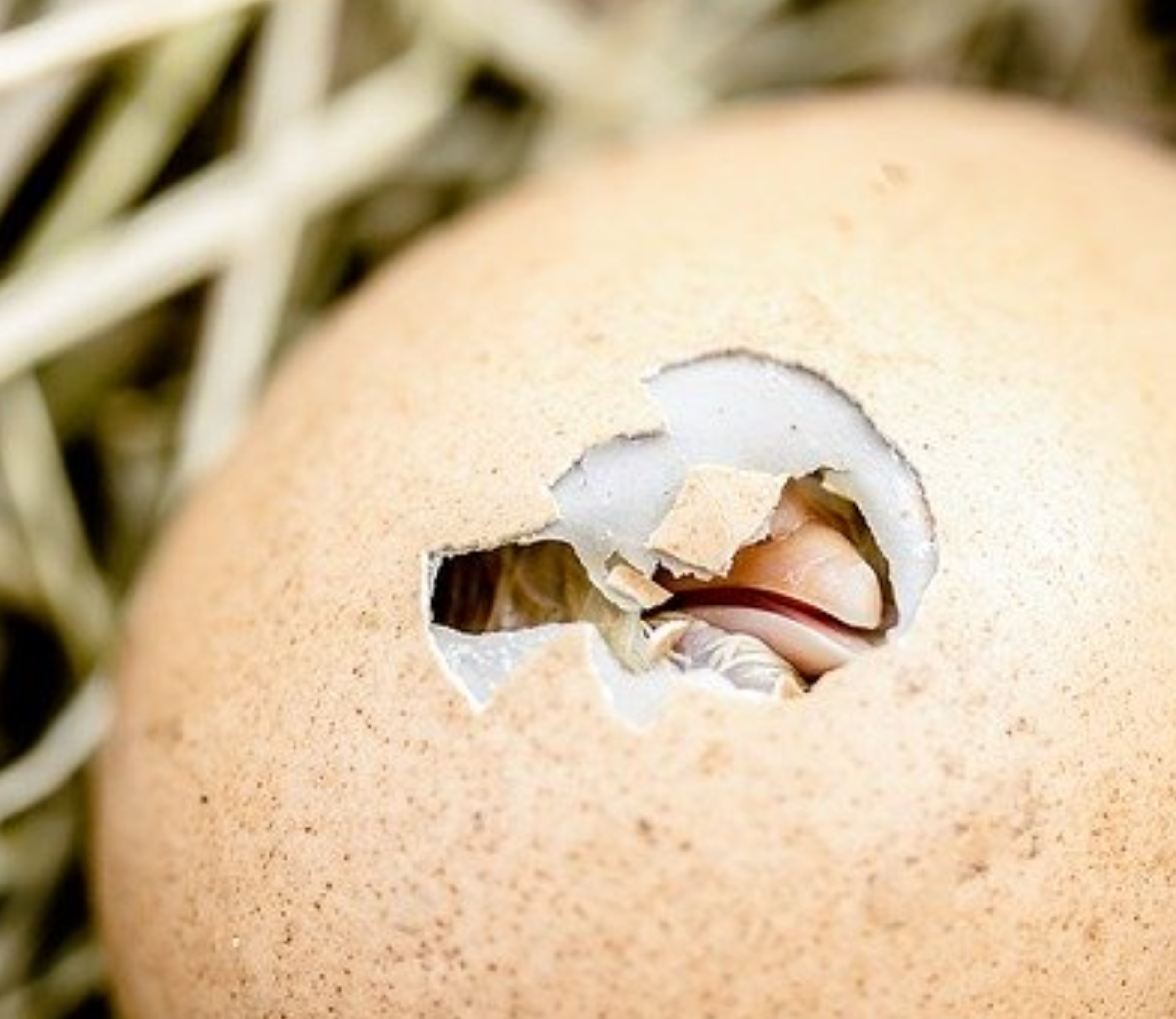 Test Egg